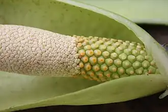 Соцветие, Буркина-Фасо