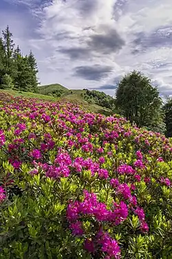 Цветущие рододендроны в парке Валь-Гранде