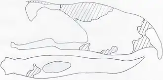 Схематичное изображение голотипа