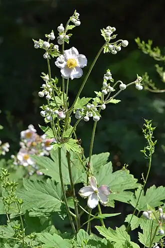Эриокапителла хубэйская