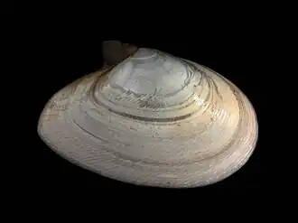 Раковина Angulus fabula[англ.]