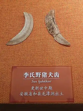 Ископаемые клыки