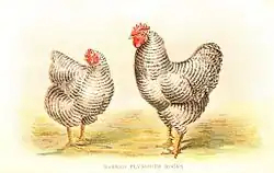 Полосатый плимутрок — одна из исходных пород кур, использованных при создании киргизской породы