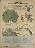 Номер комикса «Animaldom» (англ.&nbsp;Царство животных), публиковавшийся в газете «Boston Herald» с января 1907-го по январь 1908 года