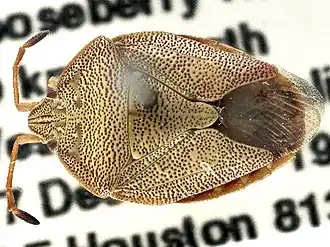 Anischys luteovaria