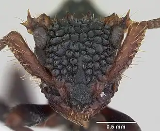 Голова рабочего муравья Ankylomyrma coronacantha