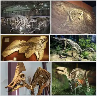 1-й ряд: шаньдунозавр, игуанодон;
2-й ряд: тетисгадрос, Uteodon;
3-й ряд: олоротитан, Gongpoquansaurus