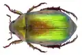 Anomala praecoxalis