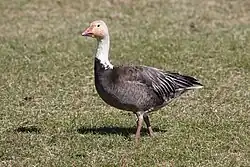 Малый белый гусь