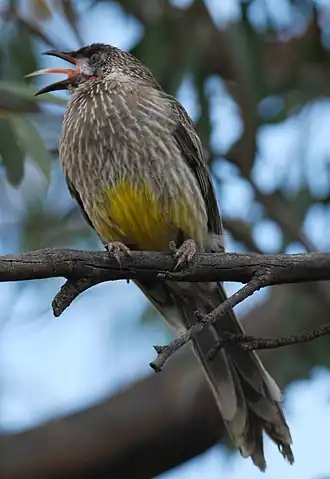 Краснолопастный серёжчатый медосос