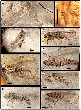 Anthoscytina perpetua