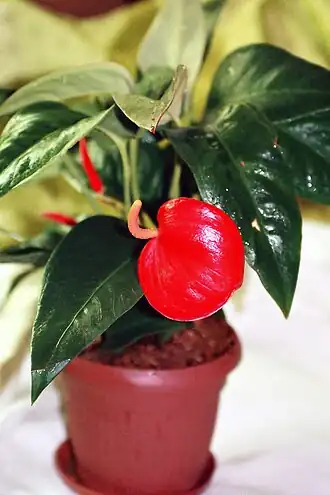 Общий вид цветущего растения в горшечной культуре