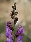 Соцветие Antirrhinum barrelieri