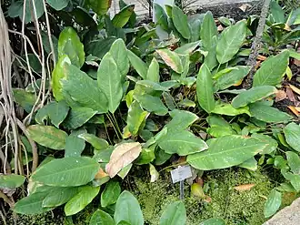 Нет доступного изображения