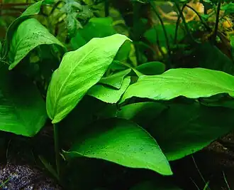 Anubias barteri var.&nbsp;nana, общий вид растения в аквариуме