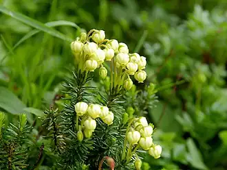 Филлодоце алеутская, префектура Нагано