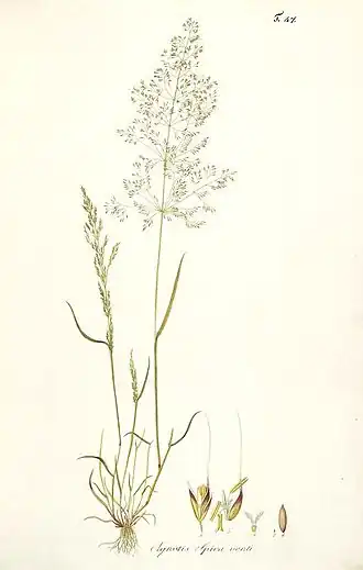 Метлица обыкновенная