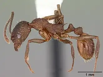 Aphaenogaster mariae