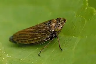 Aphrodes makarovi