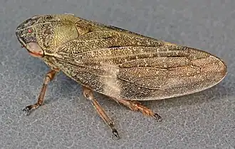 Пенница ольховая