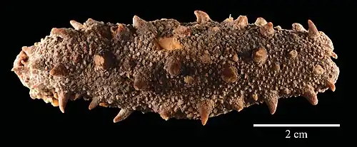 Apostichopus armatus