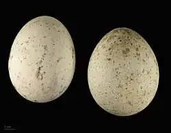 Яйца степного орла