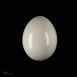 яйцо Ara severus -  Тулузский музеум