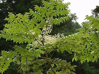 Aralia elata