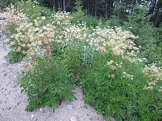 Общий вид растения.