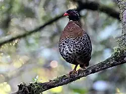 Красноклювая кустарниковая куропатка