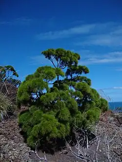 Мини-кустарник маки в горах Tiébaghi (Кумак)