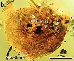 Раковина Archaeocyclotus, Cyclophoridae