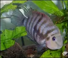 Цихлазома чернополосая