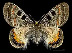 A. a. apollinus самка