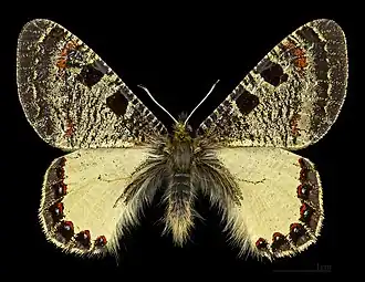 Archon apollinus, самец