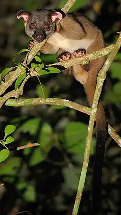 Трёхполосая цивета