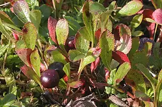 Ягода-костянка