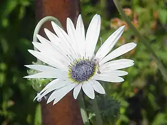 Arctotis venusta (Арктотис красивый)