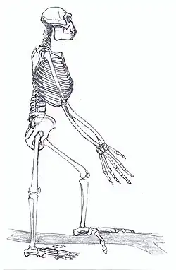 Реконструкция скелета