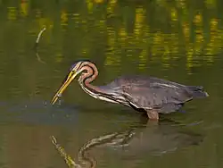 Ardea purpurea purpurea