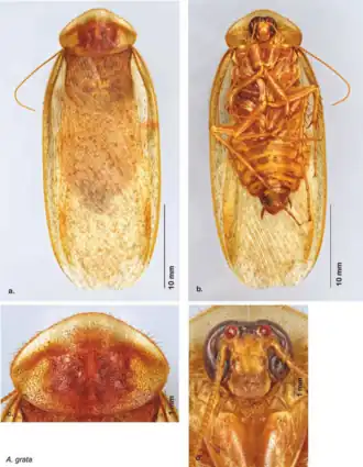 a — вид сверху, b — вид снизу, c — переднеспинка, d — голова