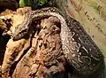 Аргентинский удав (Boa constrictor occidentalis)