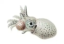 Самец Argonauta hians