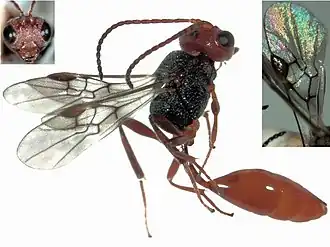 Aridelus rufotestaceus