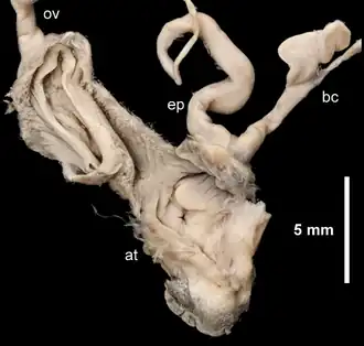 Половая система Arion vulgaris: at&nbsp;— атриум; bc&nbsp;— семяприёмник; ep&nbsp;— эпифаллус; ov&nbsp;— яйцевод