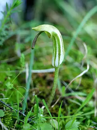 Соцветие аризарума обыкновенного (Arisarum vulgare)