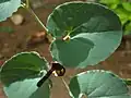Почковидные листья аристолохии прицветниковой (Aristolochia bracteolata)