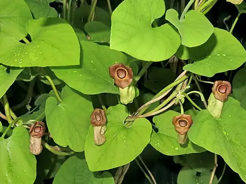 Цветущее растение