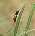 Самка Aritranis longicauda (подсемейство Cryptinae)