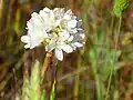 Армерия пушистая (Armeria villosa)